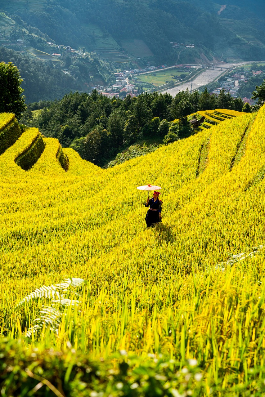 mountains, nature, plateau, step, field, people, rice, countryside, outdoors, agriculture